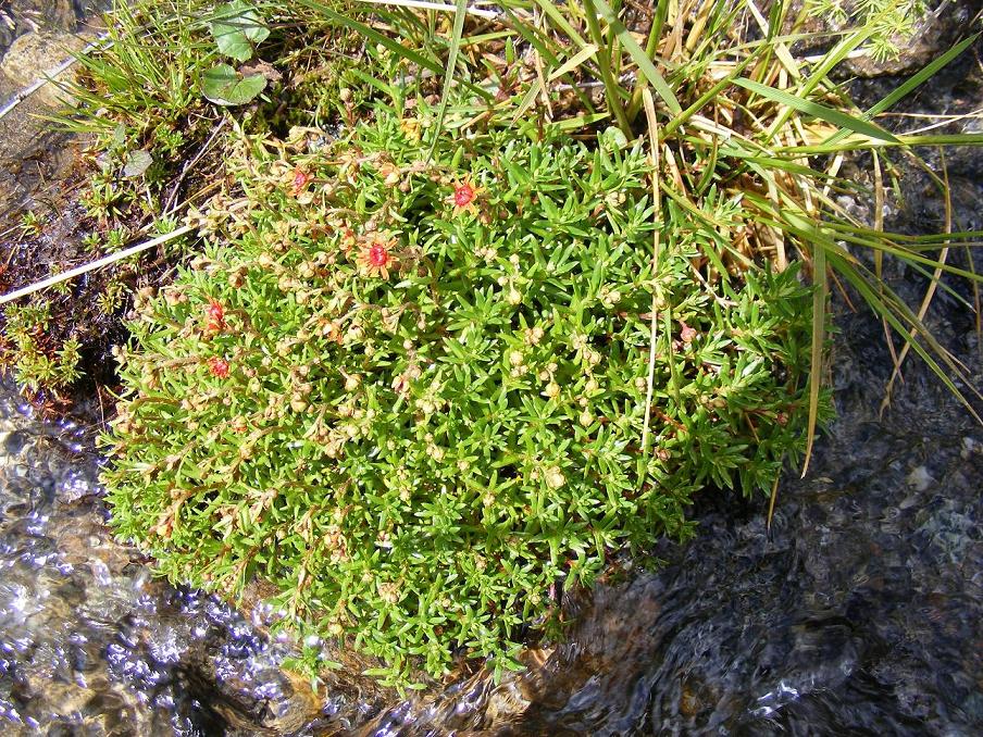 Saxifraga aizoides / Sassifraga autunnale